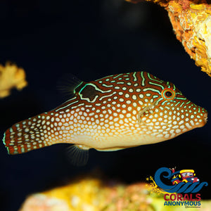 Blue Spotted Sharpnose Pufferfish (3-4) Fish