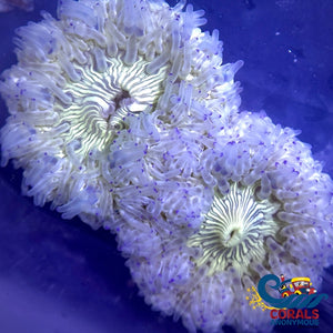 Blue Tip White Zebra Long Tentacle Anemone (2-3) Longtentacleanemone