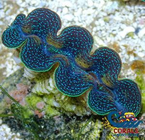 Blue Tridacna Crocea Clam (1.5 - 3’) (Aquaculture) Clam