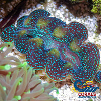 Blue Tridacna Crocea Clam (1.5 - 3’) (Aquaculture) Clam
