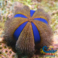 Blue Tuxedo Globe Gazer Urchin Urchin
