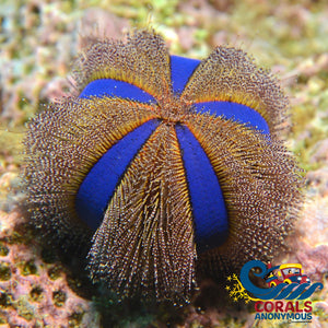 Blue Tuxedo Globe Gazer Urchin Urchin