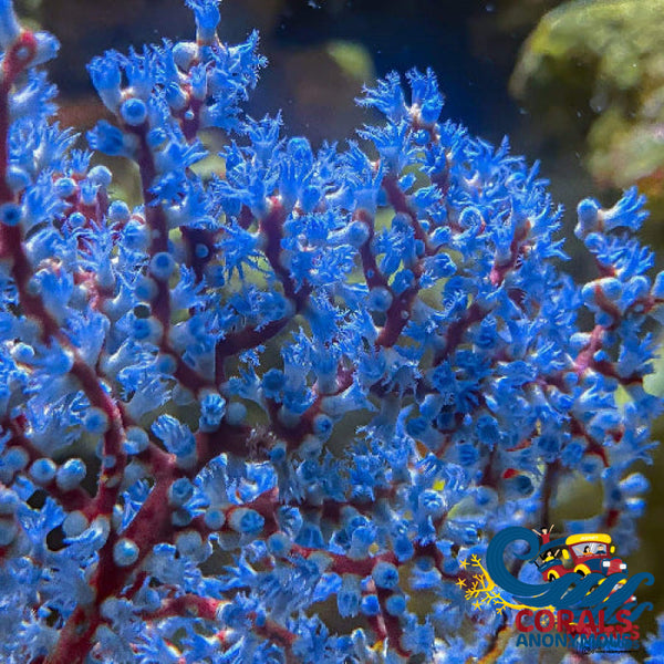 Blueberry Gorgonian Gorgonian