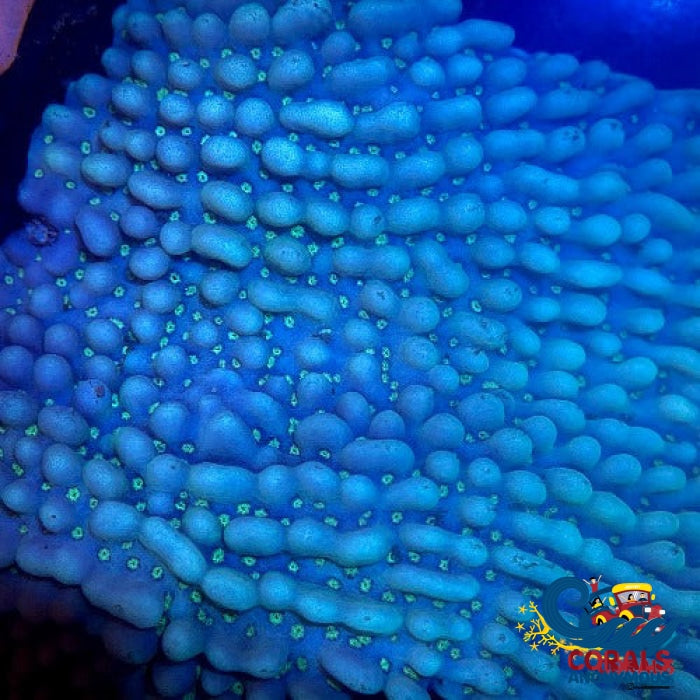 Blueberry Montipora (0.5-1 Frag) Montipora