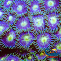 blueberry pie zoa 3
