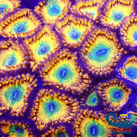 Bowser Zoa (2-3 Polyps) Zoa
