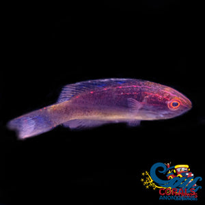 Brunneus Fairy Wrasse Fish (Male) Fish