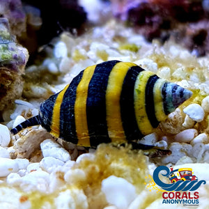 Bumble Bee Snails (Pack Of 5) Snail