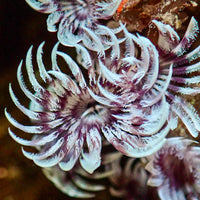 Mini Purple Orchid Feather Duster Worm (Self-Reproducing) - Corals Anonymous
