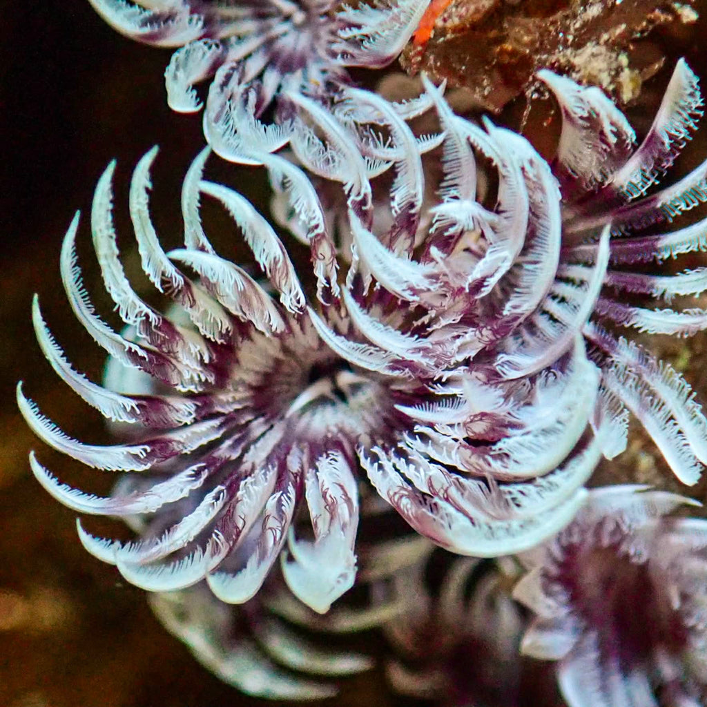 Mini Purple Orchid Feather Duster Worm (Self-Reproducing) - Corals Anonymous