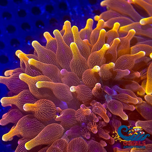 Ca Gold Devil Bubble Tip Anemone Bubbletipanemone