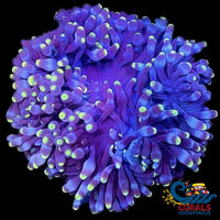 Ca Purple Flash Anemone (3-5) Anemone
