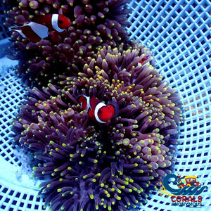 Ca Purple Flash Anemone (3-5) Anemone