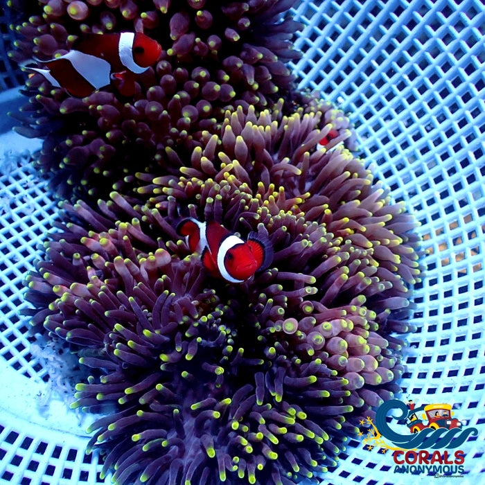 Ca Purple Flash Anemone (3-5) Anemone