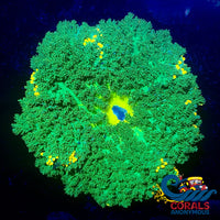 Neon Green Gold Dotted Hemprichii Sea Anemone (1.5-2) Anemone
