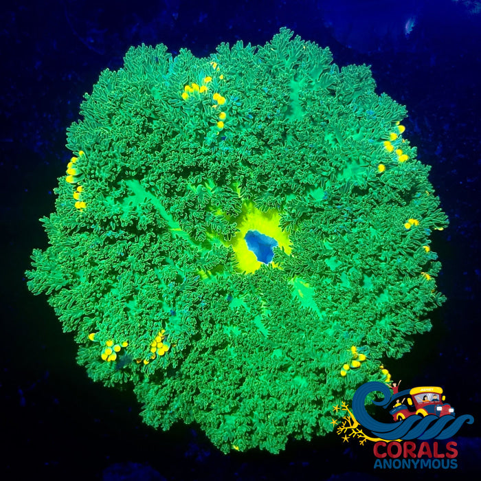 Neon Green Gold Dotted Hemprichii Sea Anemone (1.5-2) Anemone