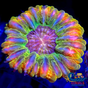 Ca Ultra Rainbow Holy Grail Cynarina (1.5-2) Cynarina