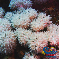 Ca White Tower Pulsing Xenia Softcoral
