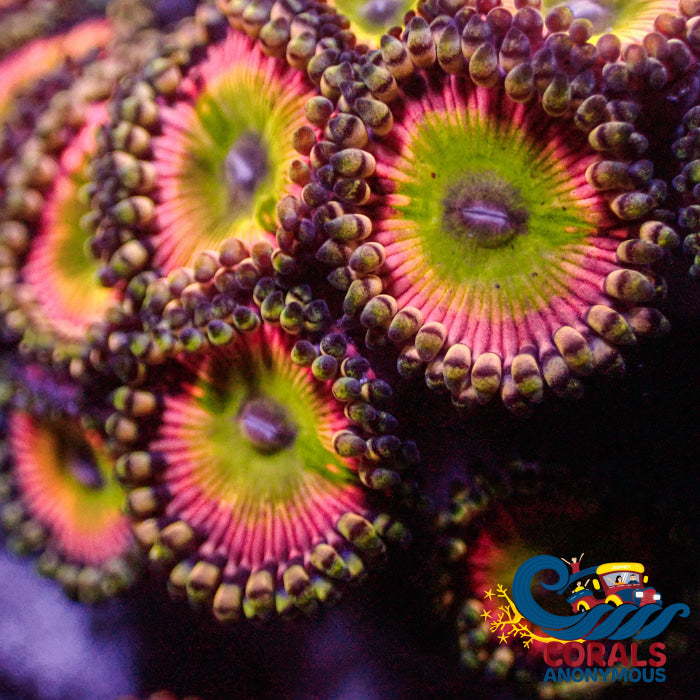 Candy Apple Pink Zoa (10-15 Polyps Colony) Zoa