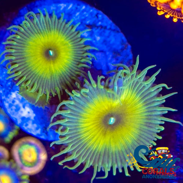 Captain Jerk Paly 10-15 Polyps Colony Zoa