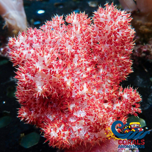 Carnation Tree Soft Coral (Dendronephthya Sp./Scleronephthya Sp.) Carnation