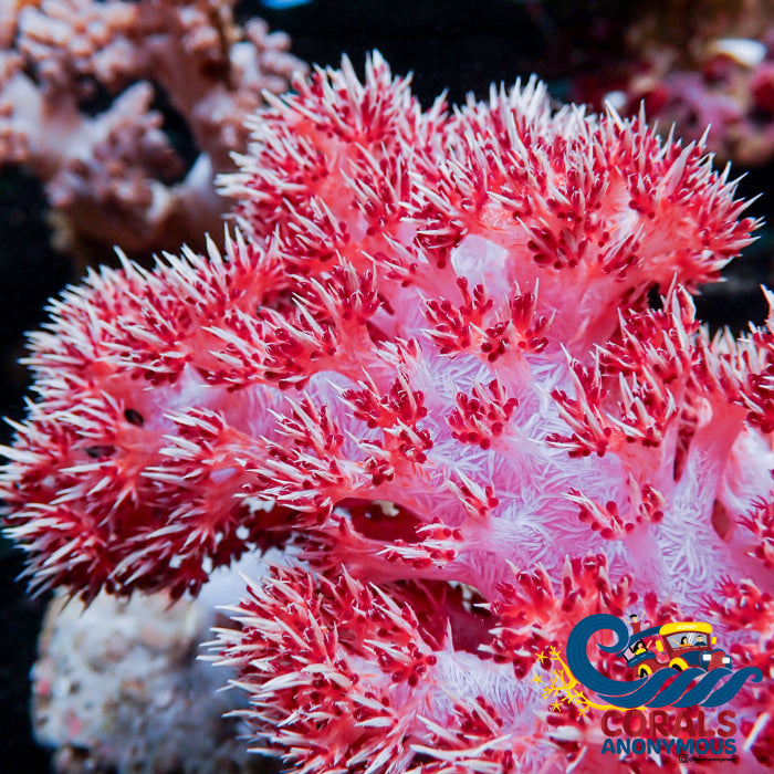 Carnation Tree Soft Coral (Dendronephthya Sp./Scleronephthya Sp.) Carnation