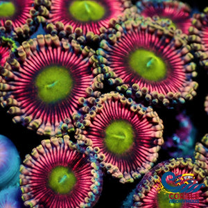 Cat Eye Zoa 10-15 Polyps Colony Zoa