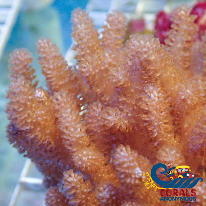 Cauliflower Colt Coral Colony Softcoral