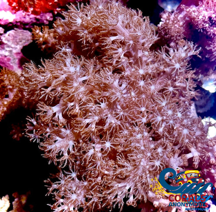 Cauliflower Colt Coral (3-5) Softcoral