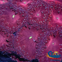 Cherry Bomb Blastomussa (1 Polyp) Blasto