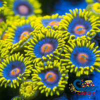 Chirp Zoa (8-12 Polyps Colony) Zoa