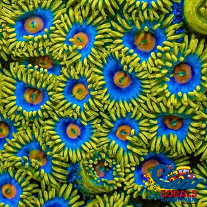 Chirp Zoa 10-15 Polyps Colony Zoa