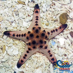 Chocolate Chip Sea Star (Protoreaster Nodosus) Starfish