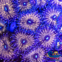 Chocolate Dip Zoa 10-15 Polyps Colony Zoa 3
