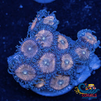 Chocolate Dip Zoa 10-15 Polyps Colony Zoa 4
