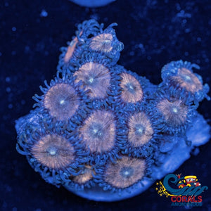 Chocolate Dip Zoa 10-15 Polyps Colony Zoa 4