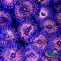 Chocolate Dip Zoa 10-15 Polyps Colony Zoa 5
