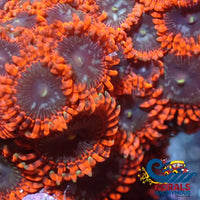 Cinder Zoa 2-3 Polyps Colony Zoa
