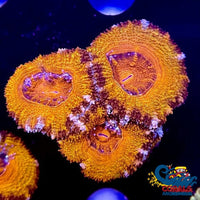 Citrus Sunrise Acans (2-3 Polyps) Acans