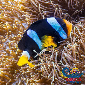 Clarkii Clownfish Fish