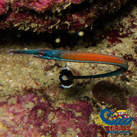 K Done (Healthy) Cleaner Pipe Fish (3-5) Fish
