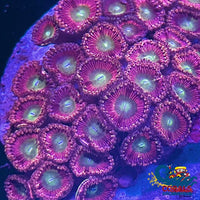 Colossal Pink Zoa 10-15 Polyps Colony Zoa
