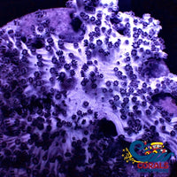Cookies And Cream Cauliflower Leather Coral(1-2) Softcoral