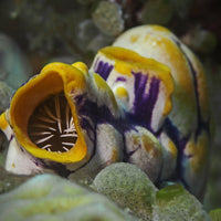 Monkey Sea Squirt