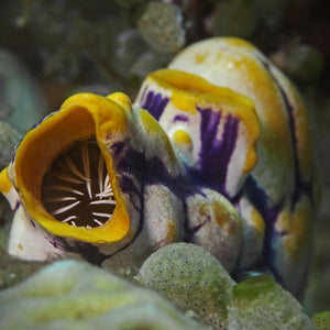 Monkey Sea Squirt