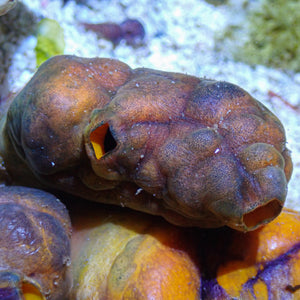 Monkey Sea Squirt
