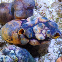 Monkey Sea Squirt
