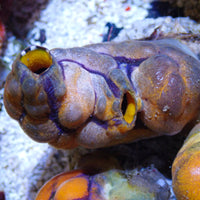 Monkey Sea Squirt
