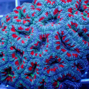aussie frostbite acans 3