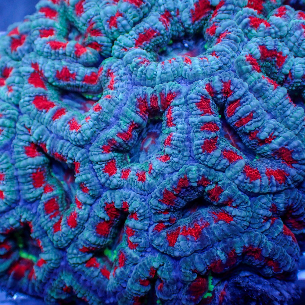 aussie frostbite acans